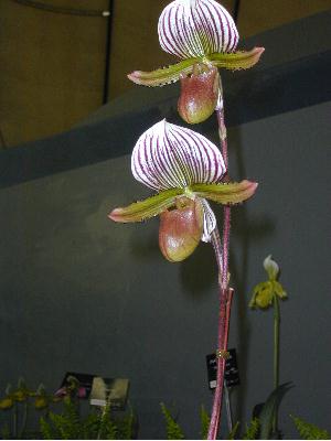 摜5